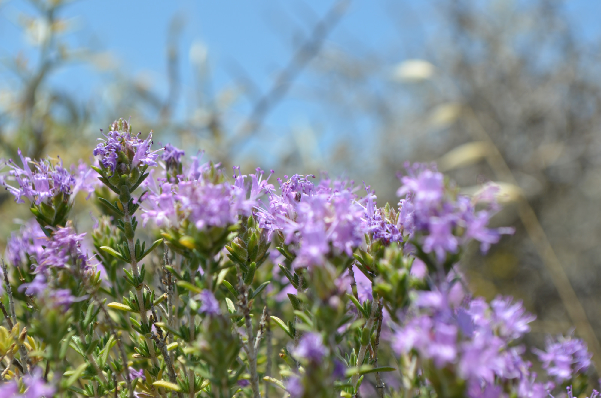 thyme in Kythera